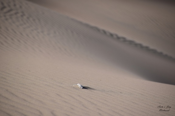 Düne in der Atacama Wüste